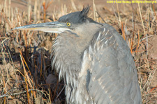 great blue heron